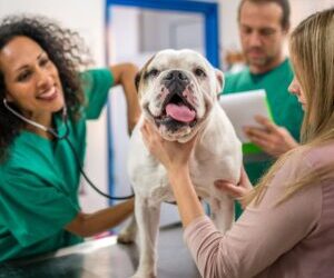 How Pill Punchers Can Improve Your Veterinary Clinic Branding